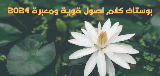 بوستات كلام اصول قوية ومعبرة 2024